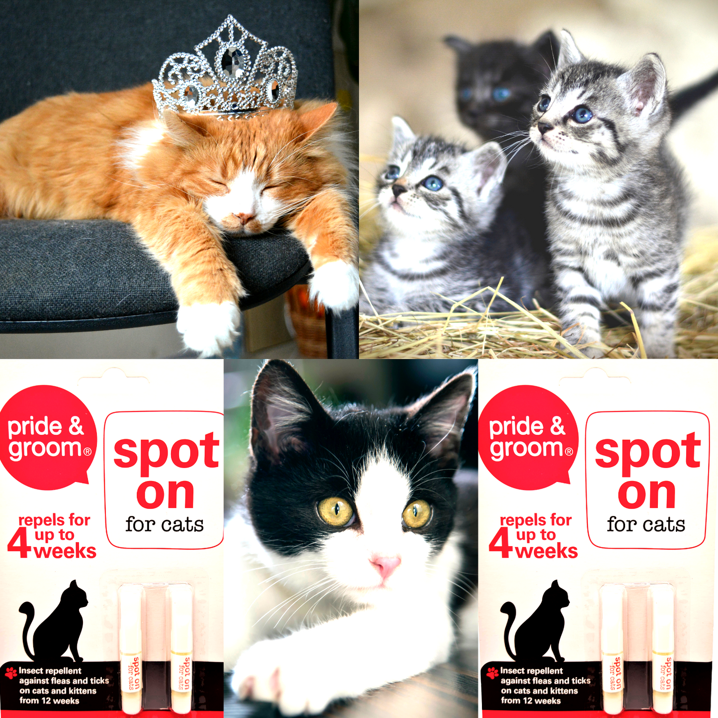 Collage of cats with a 'pride & groom spot on for cats' product display.