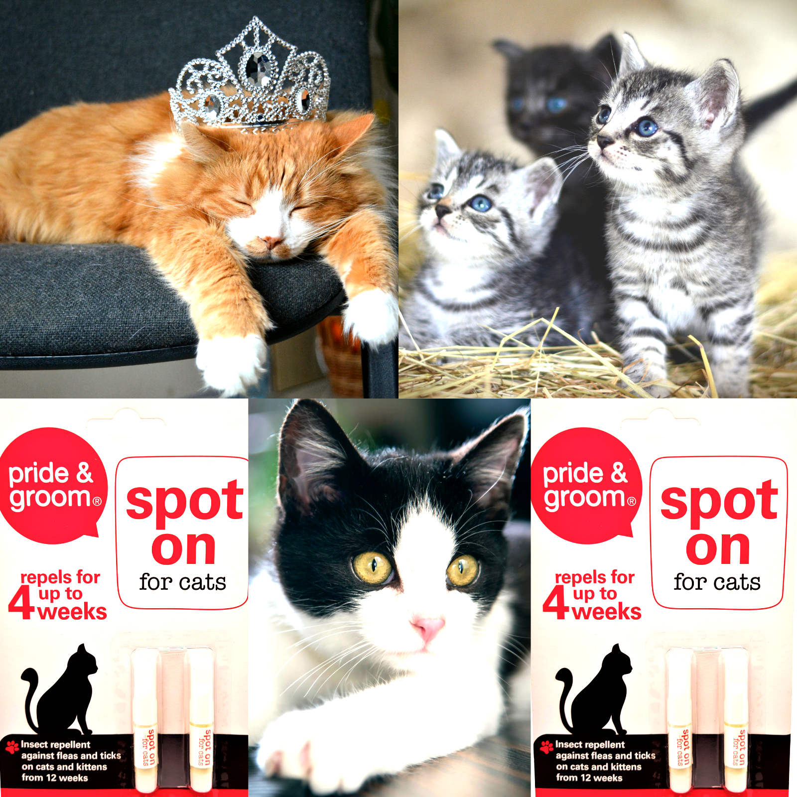 Collage of cats with a 'pride & groom spot on for cats' product display.